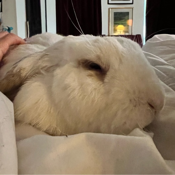 Meet your Posh Ambassador, David - Picture 10 of 12